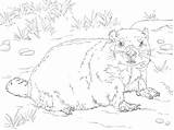 Marmot Supercoloring Bellied sketch template