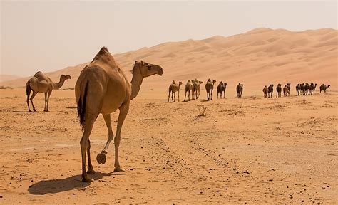 10 interesting facts about camels worldatlas