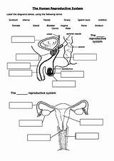 Reproductive System Ks3 sketch template