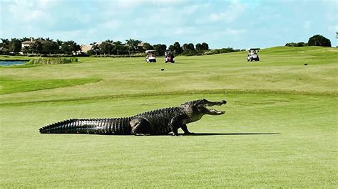 video massive alligator takes  stroll  florida golf