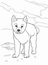 Dingo Coloring Pages Printable sketch template