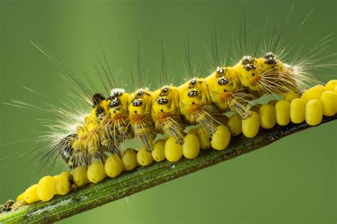 caterpillar  identification