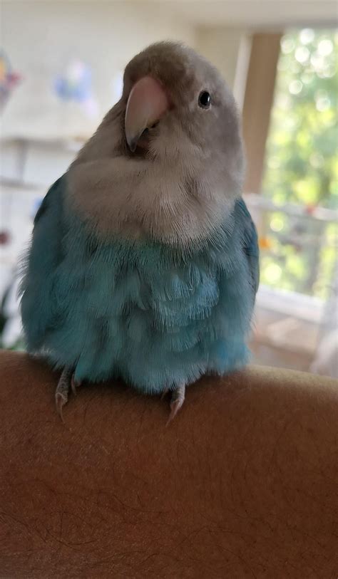 My Sweet Girl Penny R Parrots