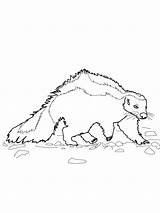 Skunk Coloring Pages Kids Printable Line Drawing Nosed Hog Striped American Realistic Getdrawings Popular sketch template