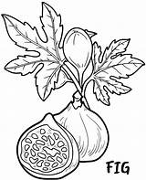 Coloring Fig Fruit Topcoloringpages Print sketch template