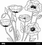 Amapolas Coquelicots Poppies Mohnblumen Colorazione Papaveri Stockbilder Stockfoto Alamyimages Sauver sketch template