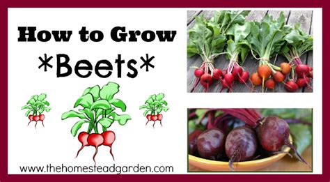 grow beets  homestead garden