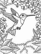 Hummingbird Scene sketch template