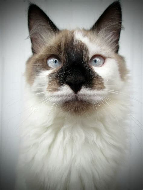 ragdoll mix  months animals beautiful cat photography cat lovers