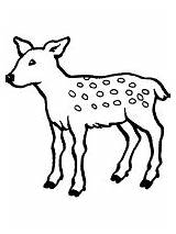 Deer Fawn Coloring Pages Families Babies Animal Ws Animals School sketch template