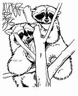 Raccoon Coloring Pages Zoo Animal Drawings Print Racoon Drawing Printable Sheets Animals Adult Kids Raccoons Grows Fern Red Where Color sketch template