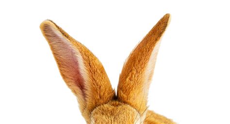 rabbits  turning  ears rabbit ear language