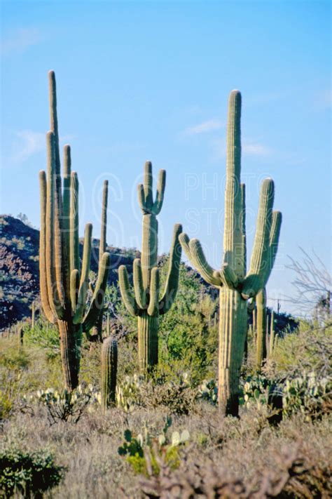 photo  saguaro cactus  photo stock source cactus tucson arizona usa saguaro national