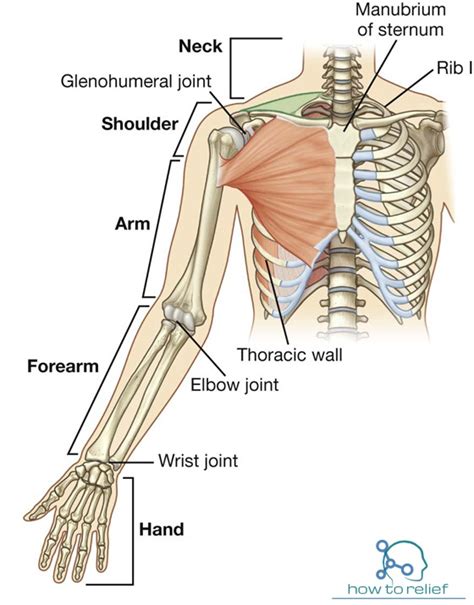 anatomy  upper limb