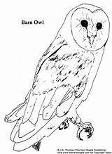 Owl Coloring Barn Pages Birds Realistic Drawing Printable Book Getdrawings Popular Comments Coloringhome sketch template