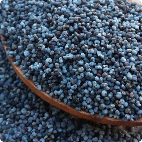 poppy seeds ziar blue breadseed heirloom untreated  gmo  canada