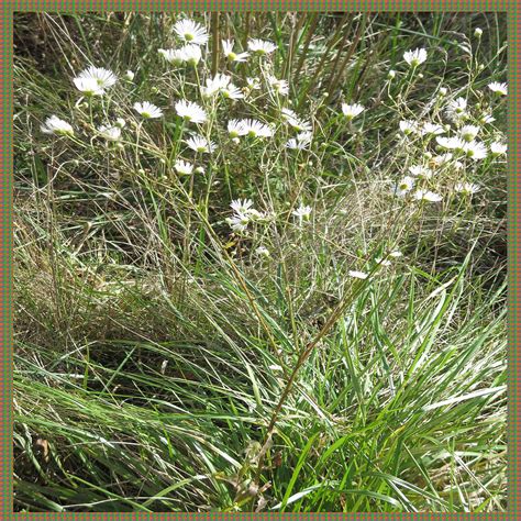 nature natural wild white flowers   windy day garden park green