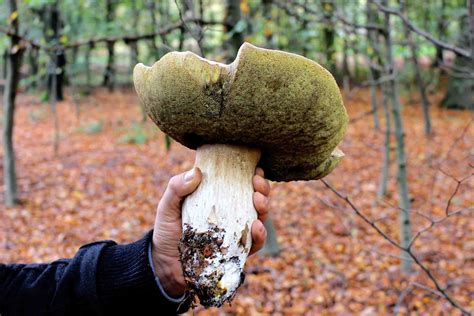 der gemeine steinpilz naturschutzruhr