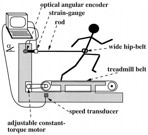 diagram   treadmill ergometer  scientific diagram