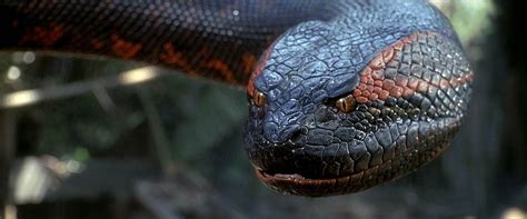 anaconda  worlds largest snake dinoanimalscom