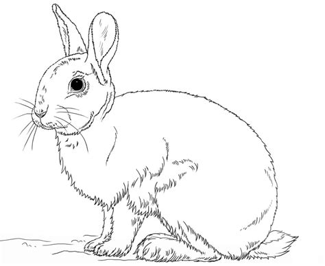 dibujos de precioso conejo  colorear  colorear pintar