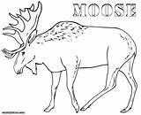 Moose Alaskan Antler sketch template