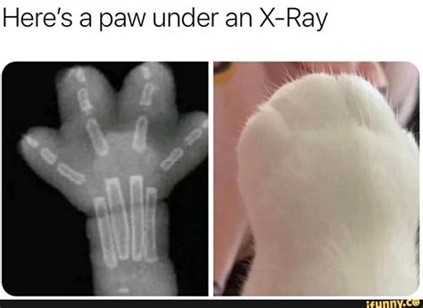 Cat Paw X Ray Cute Kermit Putnam