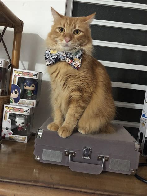 business kitty rcatswithjobs