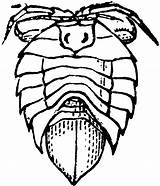 Isopod Designlooter sketch template