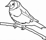 Sparrow Coloring Printable Kids Click sketch template