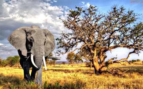zdjecie drzewa slon sawanna
