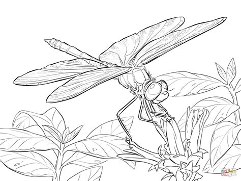 drawing dragonfly  getdrawings