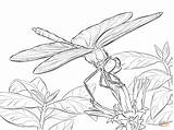 Dragonfly Coloring Pages Drawing Printable Darter Winged Yellow Line Dragon Adults Fly Dragonflies Adult Drawings Sheets Animals Insect Supercoloring Pencil sketch template