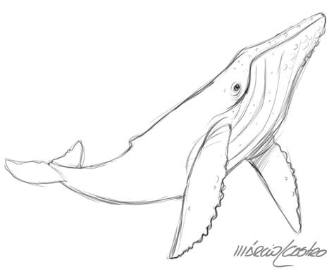 whale sketch whale drawing whale art