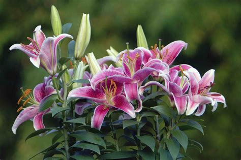 tiger lily plant care growing guide
