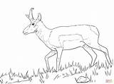Coloring Pronghorn Pages Springbok Male Printable Drawing Animals Main Designlooter Nature Supercoloring Skip 348px 8kb sketch template