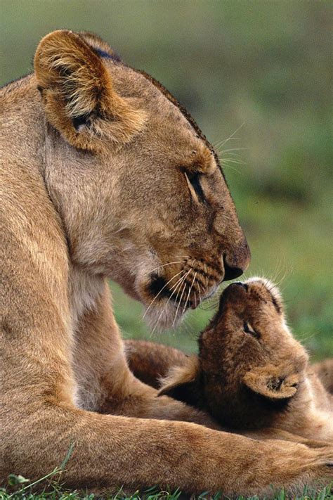 baby lion  mother