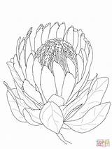 Protea Supercoloring Colouring Waratah Zdroj Pinu 출처 sketch template