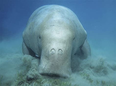 dugong seekuh aus suedostasien