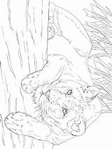 Lioness Lying Coloring Categories Lion sketch template