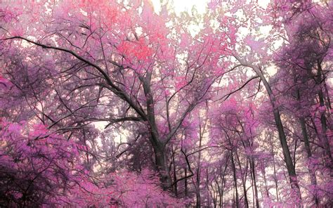 magnificent pink forest wallpaper colorful wallpaper