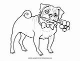 Pug Coloring Pages Printable Pugs Baby Kids Color Dog Sheets Cute Colouring Cartoon Print Visit Puppy Search Coloringhome Puppies Drawing sketch template