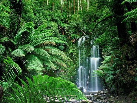 australian tropical rainforest december