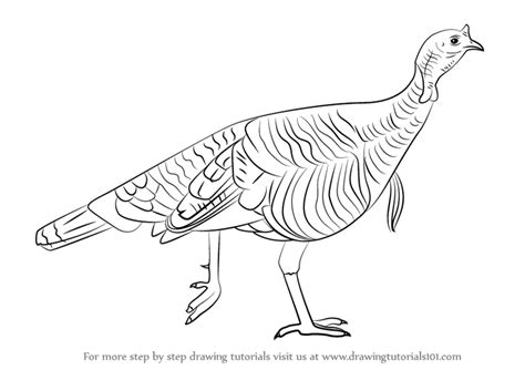 Learn How To Draw A Wild Turkey Birds Step By Step