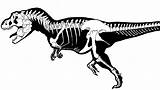 Skeleton Coloring Dinosaur Fossil Tyrannosaurus Bubakids Fossils Skeletons Dinosaurs sketch template