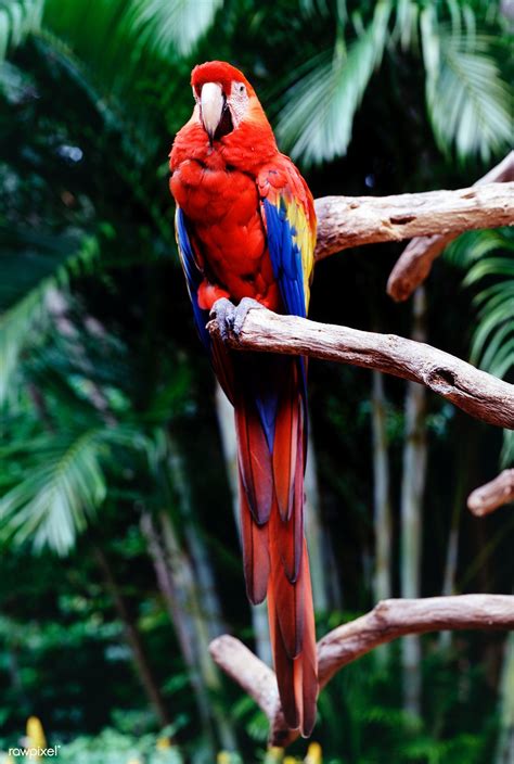 parrot   parrot jungle  gardens south  miami  image  rawpixelcom carol