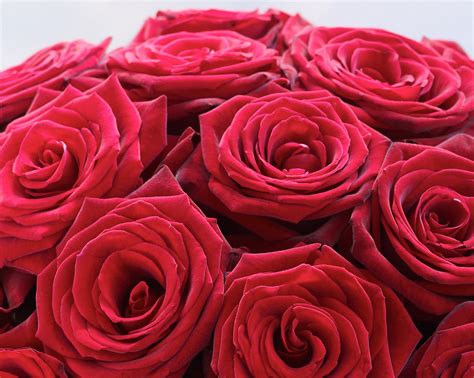 twelve red roses flowersorguk