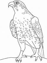Faucon Falco Colorear Falcons Colorat Uccelli Aquila Pasari P34 Aquile Halcones Animali Hawk Lombardi Planse Crecerelle Halcón Coloringtop Primiiani Stampare sketch template