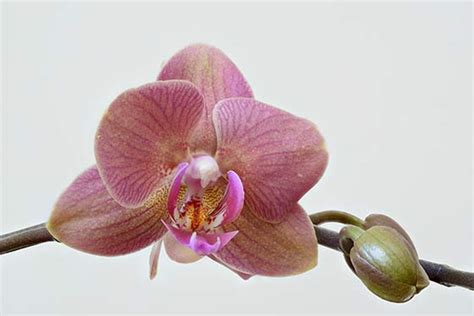 Flowers And Their Meanings Orchids Interflora