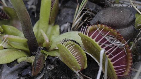 the complicated sex lives of venus flytraps science friday